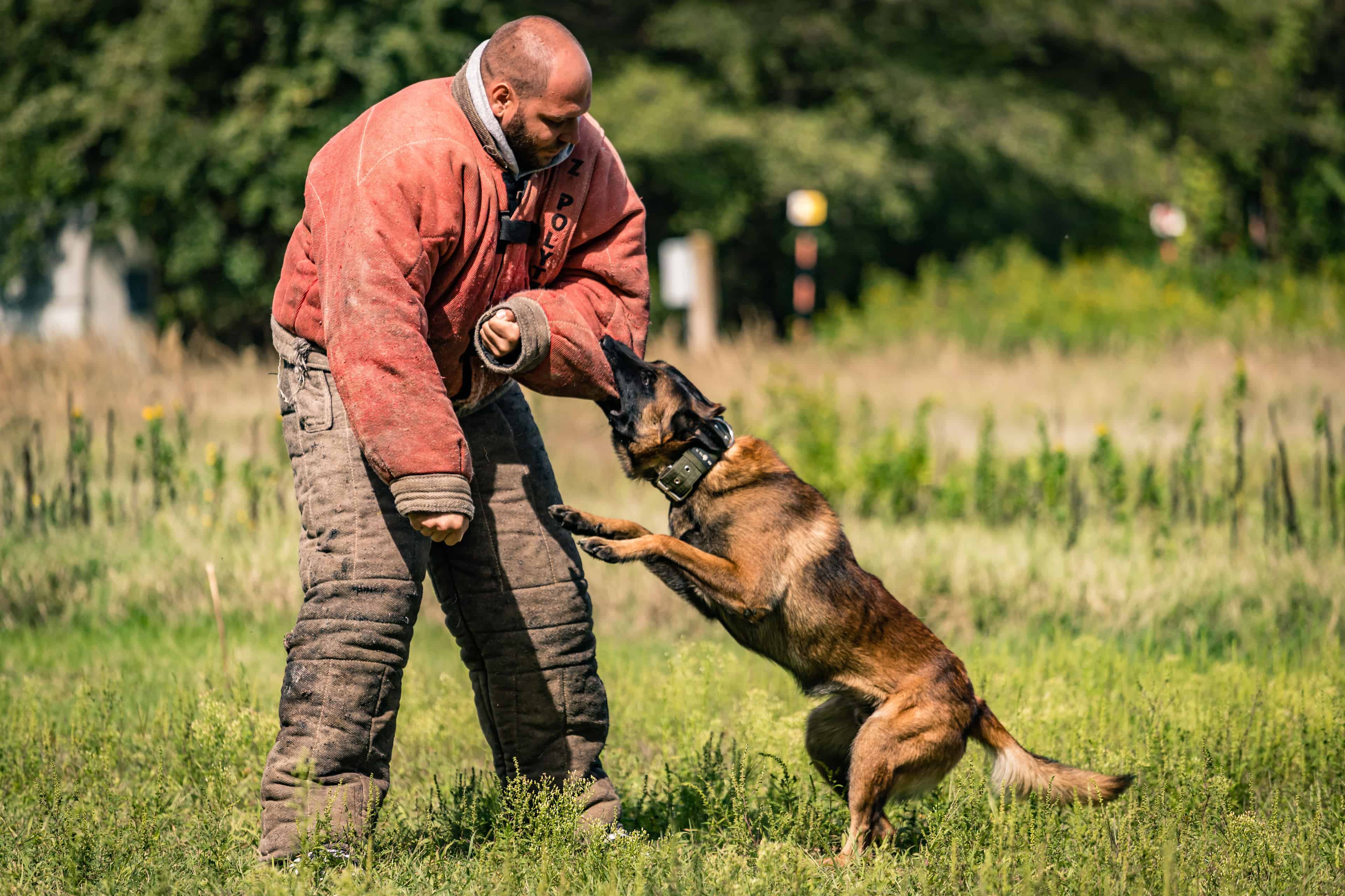 Kurs: Verteidigung gegen Hundangriff